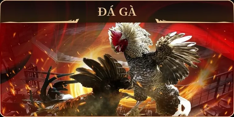 Cách chơi Đá Gà GA28 tại AW8 chi tiết và dễ thắng nhất