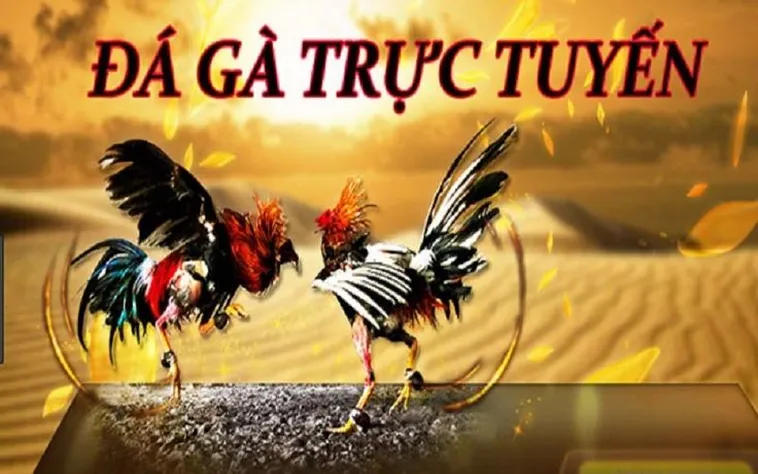 Trải Nghiệm Đá Gà AW8 Trực Tuyến Uy Tín Kịch Tính Từng Trận